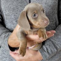 Cucciolata di bassotti blu maschio e femmina