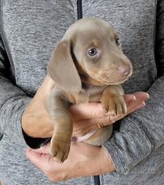 Cucciolata di bassotti blu maschio e femmina