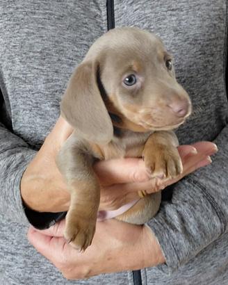 Cucciolata di bassotti blu maschio e femmina