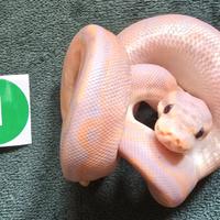 Baby Python regius 2025