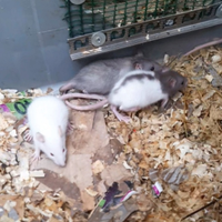 Baby ratti domestici