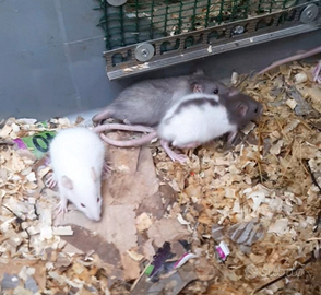 Baby ratti domestici