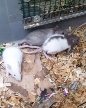 Baby ratti domestici