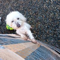 Maltese
