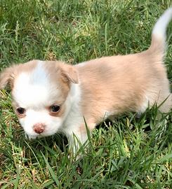 Cuccioli simil chihuahua