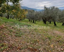 Terreno agricolo Piglio uliveto