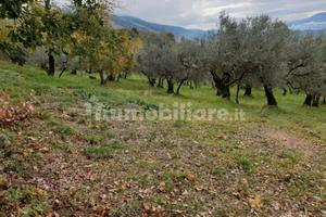 Terreno agricolo Piglio uliveto