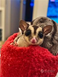 Femmina di Petauro dello zucchero in affido