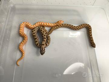 Heterodon Nasicus  Conda Albino Het albino 