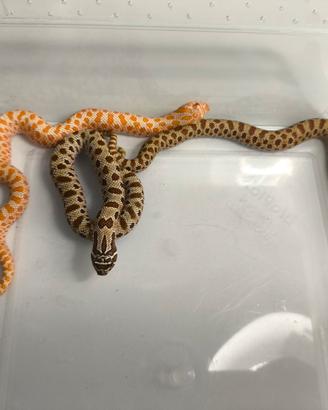 Heterodon Nasicus  Conda Albino Het albino 