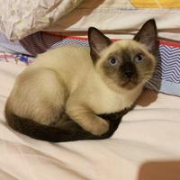 Incrocio siamese/sphynx (con consegna)