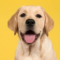 Cuccioli di Labrador Retriever