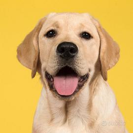 Cuccioli di Labrador Retriever