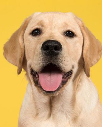 Cuccioli di Labrador Retriever