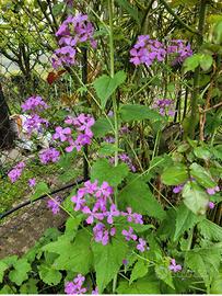 Semi fiori Medaglioni del papa