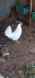 Gallo razza Livornese