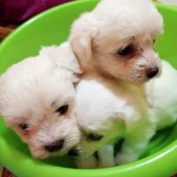 Cucciolo maltese toy bianco