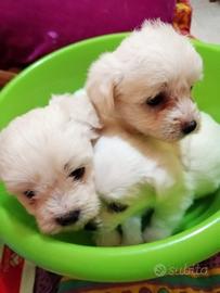 Cucciolo maltese toy bianco