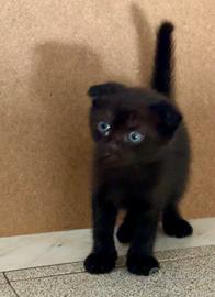 Gatto Scottish nero