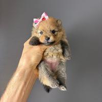 Volpino pomerania TOY Pedigree cuccioli orange