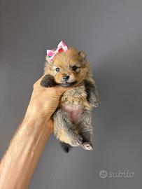 Volpino pomerania TOY Pedigree cuccioli orange