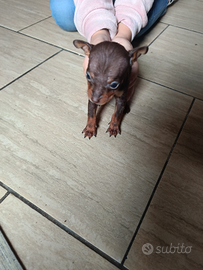 Cuccioli di pinscher
