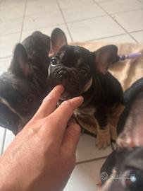Bulldog francese