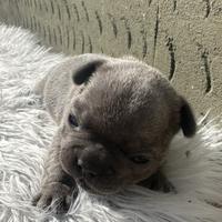 Bulldog francesi blu tan merle