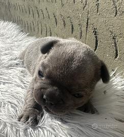 Bulldog francesi blu tan merle