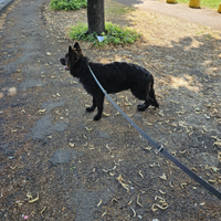 Cucciolo pastore tedesco total black nero