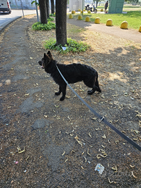 Cucciolo pastore tedesco total black nero