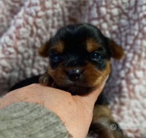 Cuccioli yorkshire puri