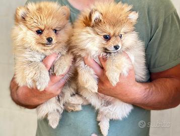 Cuccioli di spitz toy