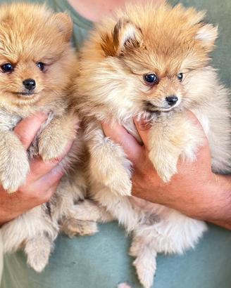 Cuccioli di spitz toy