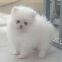 Spitz
