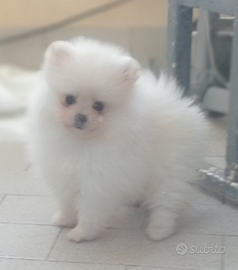 Spitz
