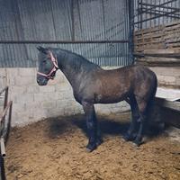 Cavallo spagnolo