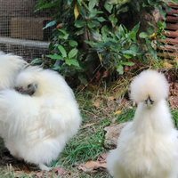 Galline Moroseta Bianche