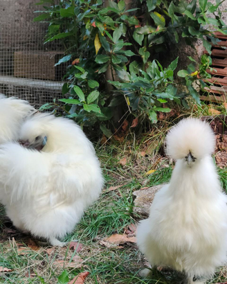 Galline Moroseta Bianche