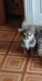 Chihuahua lilac tricolore