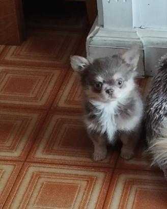 Chihuahua lilac tricolore