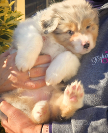 Femmina australian shepherd/pastore australiano