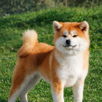 Akita inu