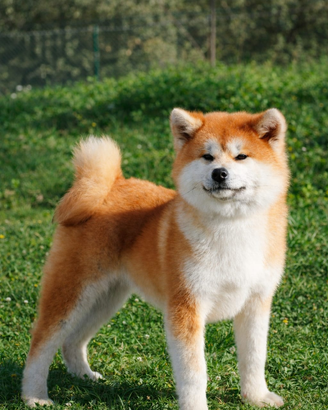 Akita inu
