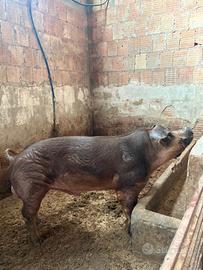Verro duroc