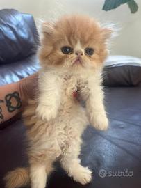 Gatto persiano