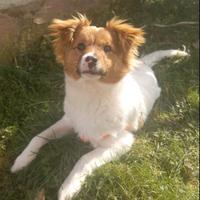 VIVIAN, cucciola sfortunata cercaa amore