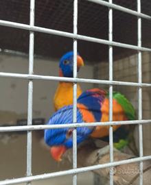Lory arcobaleno