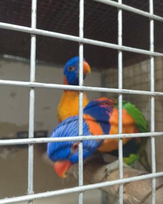 Lory arcobaleno