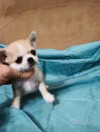 Chihuahua cuccioli